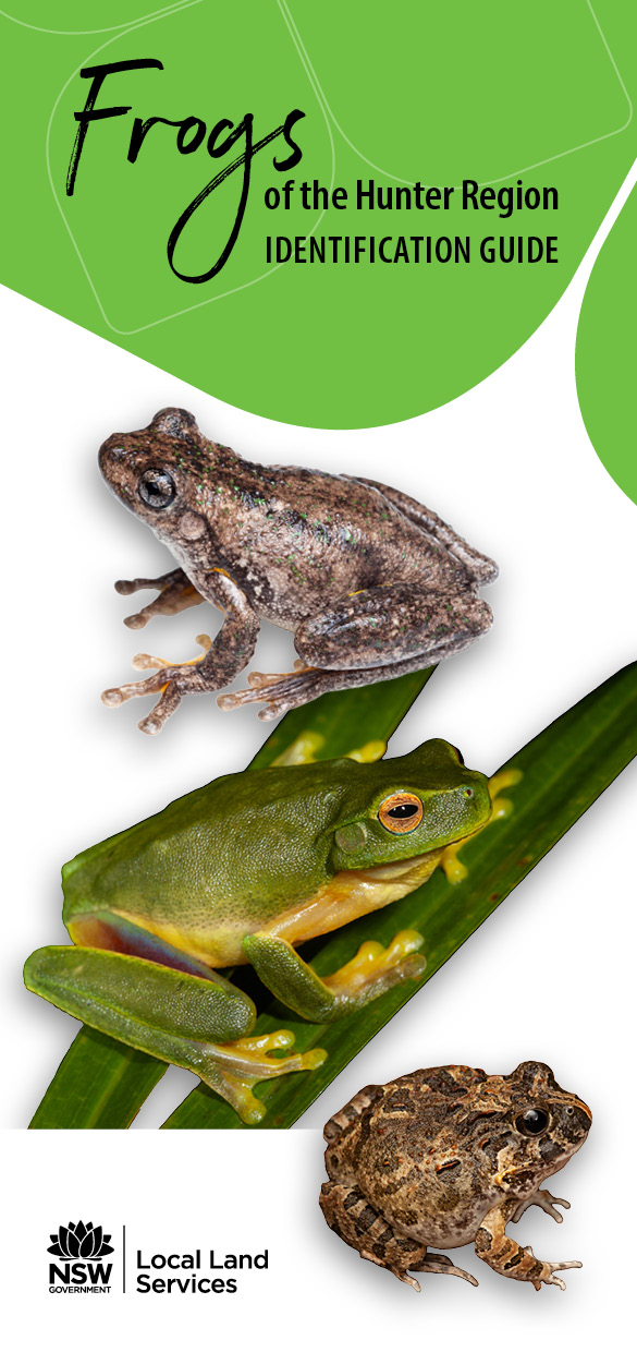 Frogs of the Hunter Region – PeeKdesigns