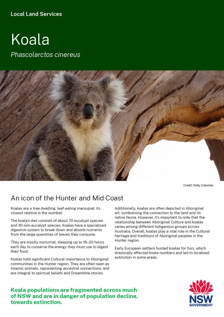 Koala brochure cover