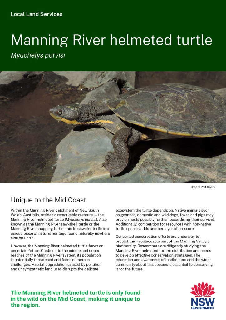 Manning River helmeted turtle cover