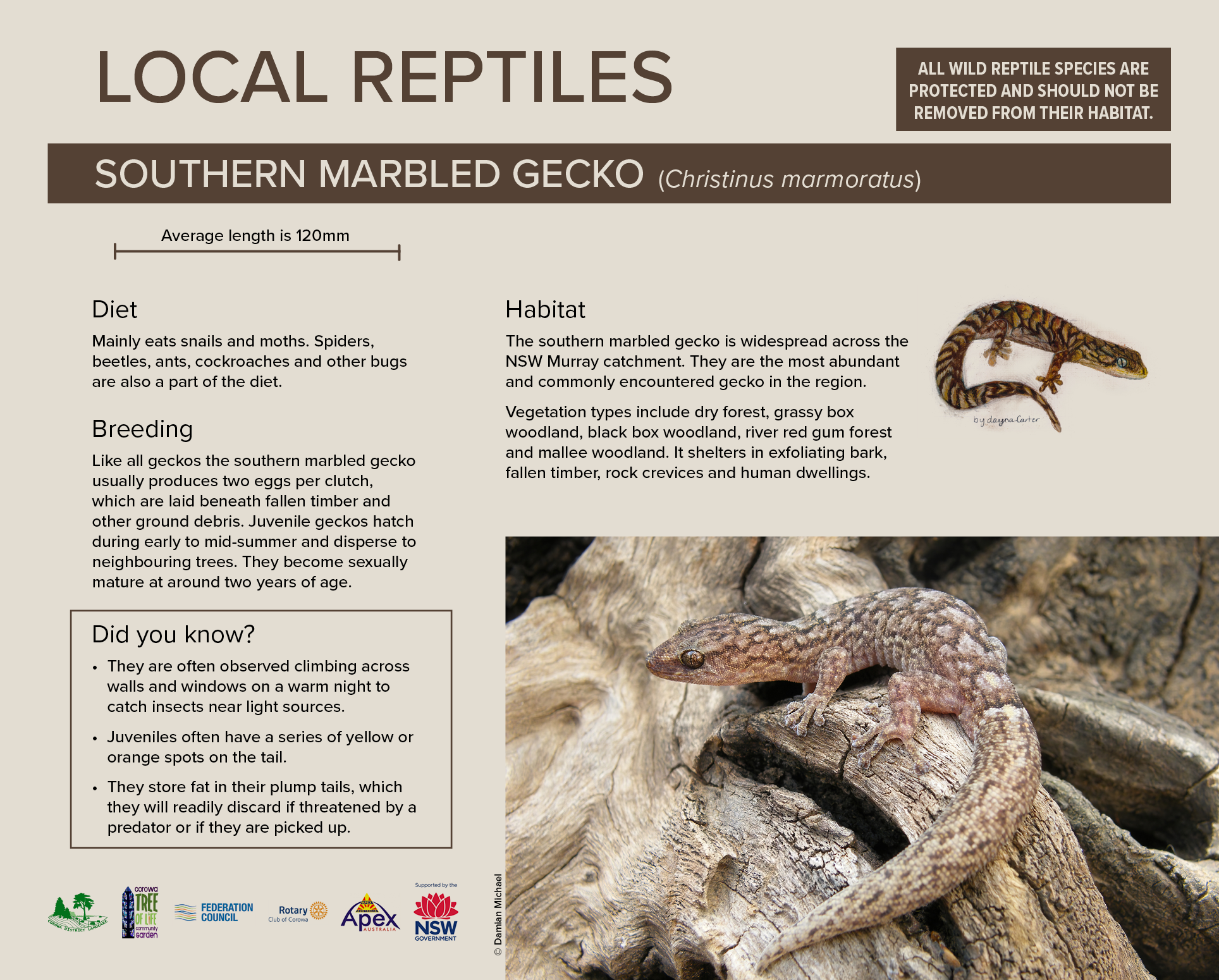 Corowa Local Reptiles