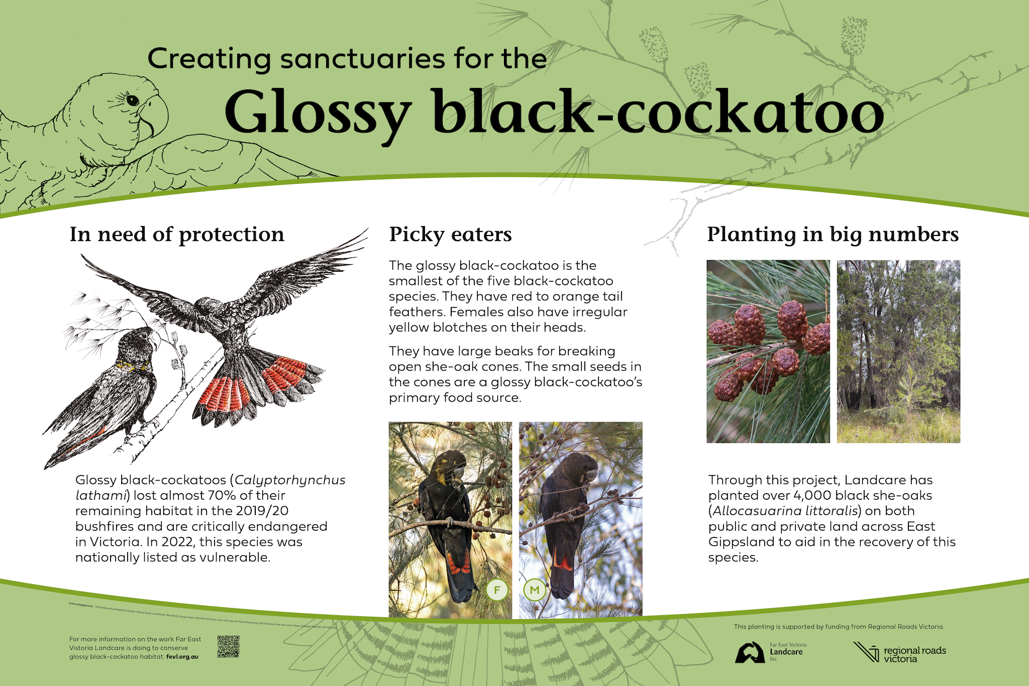 Murrungowar Rest Area - Glossy black-cockatoo